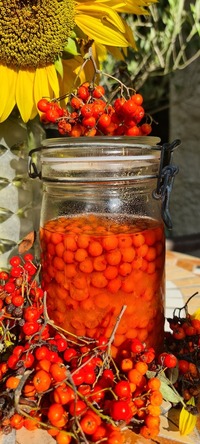 Heimische Bäume und Sträucher im Herbst- nährend, heilend, genussvoll