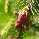 Heimische Bäume und Sträucher im Herbst- nährend, heilend, genussvoll