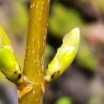 Wanderung „Wildes im Winter- Wurzeln, Knospen und wintergrüne Wildkräuter entdecken und erschmecken“