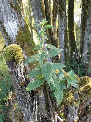 Wildpflanze des Monats-Brennnessel (Urtica dioica) -Universalkraut und (be)stechende Alleskönnerin