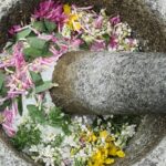 Jahreskurs Wildpflanzenwissen 2026: Frühling bis Winter- heimische Wildpflanzen praktisch genutzt