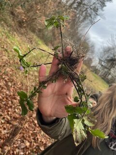 Natur auf dem Teller – essbare Wildpflanzen – Special Wurzeln, Samen, und essbare Nadelbäume