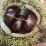 Jahreskurs Wildpflanzenwissen 2026: Frühling bis Winter- heimische Wildpflanzen praktisch genutzt