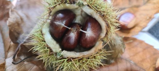 Jahreskurs Wildpflanzenwissen 2026: Frühling bis Winter- heimische Wildpflanzen praktisch genutzt