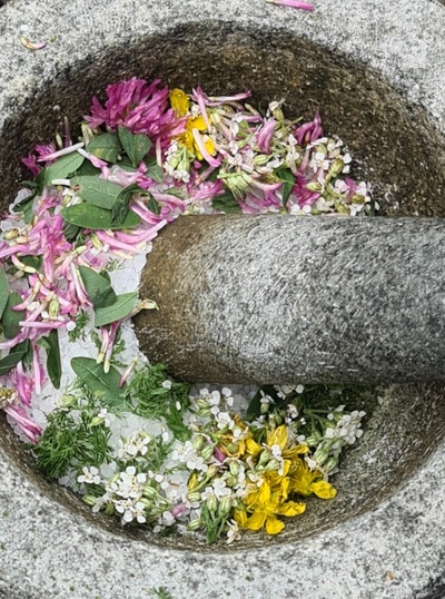 Jahreskurs Wildpflanzenwissen 2026: Frühling bis Winter- heimische Wildpflanzen praktisch genutzt