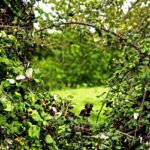 Der Dornröschen-Schlaf ist vorbei – befreie Deine LILITH !! mit Ingeburg Barbian und Annette Blasius