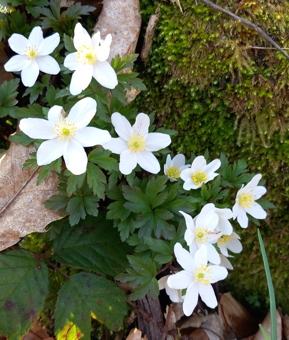 Ferienkurs "Drei Atemabende"