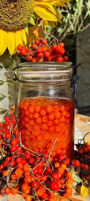 Goldener Herbst: Kulinarische Wanderung zu essbaren Wildpflanzen, Beeren und Baumfrüchten
